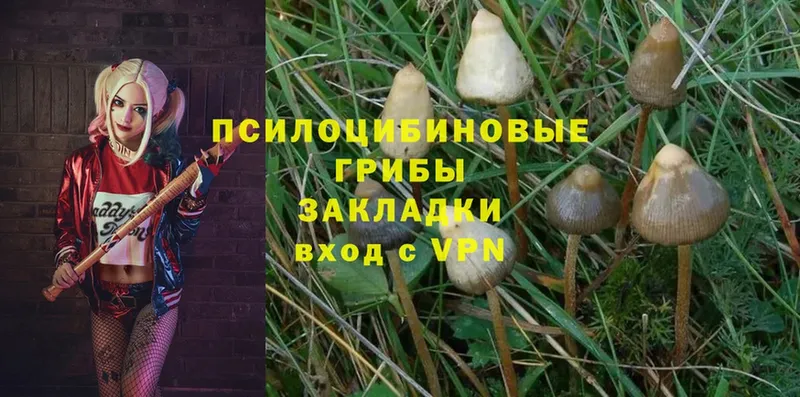 как найти   Миасс  Псилоцибиновые грибы Psilocybine cubensis 